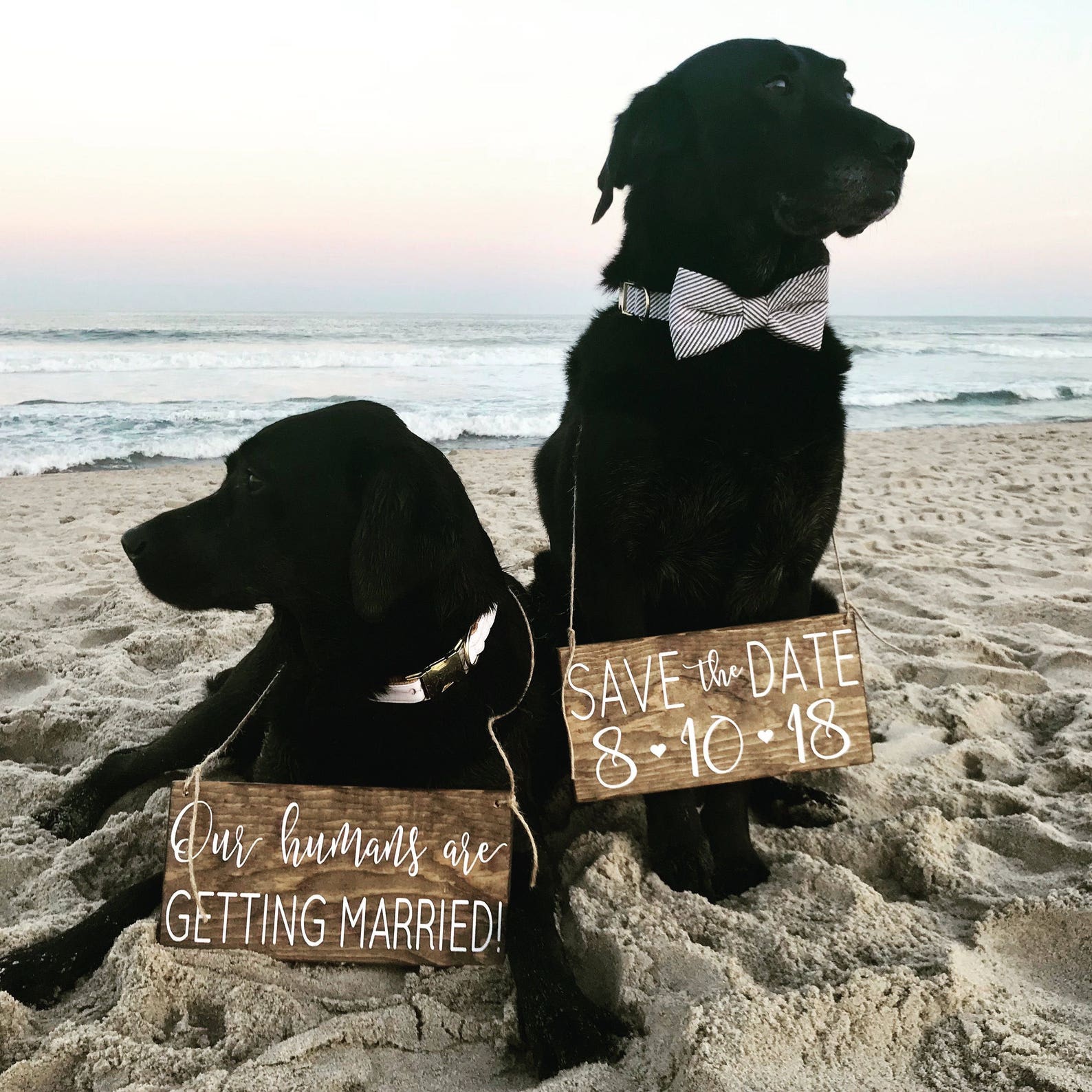 Dog Save the Date Signs Save the Date Dog Signs Our Humans Etsy