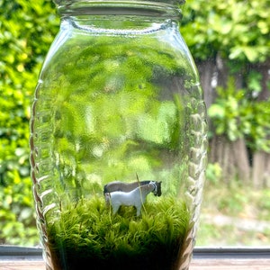 Moss Terrarium loverly horses image 2