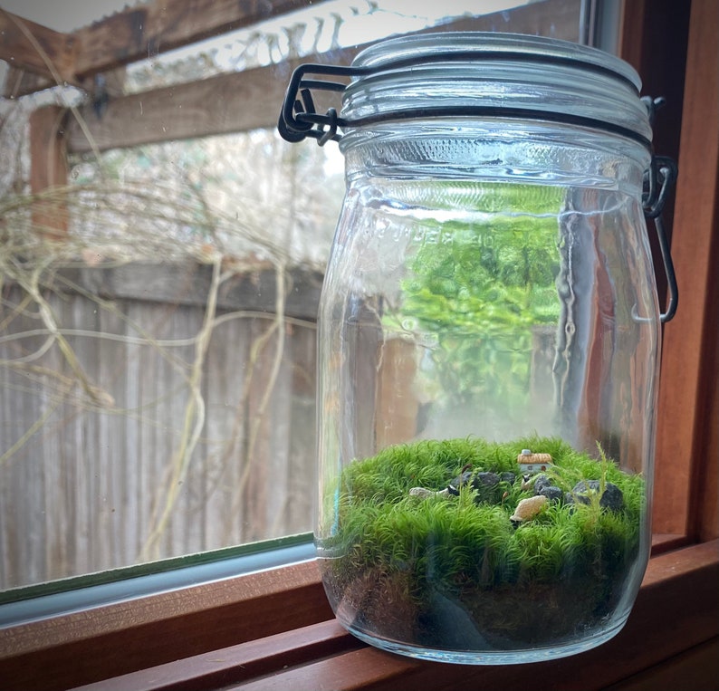 Moss Terrarium wee Ireland image 5