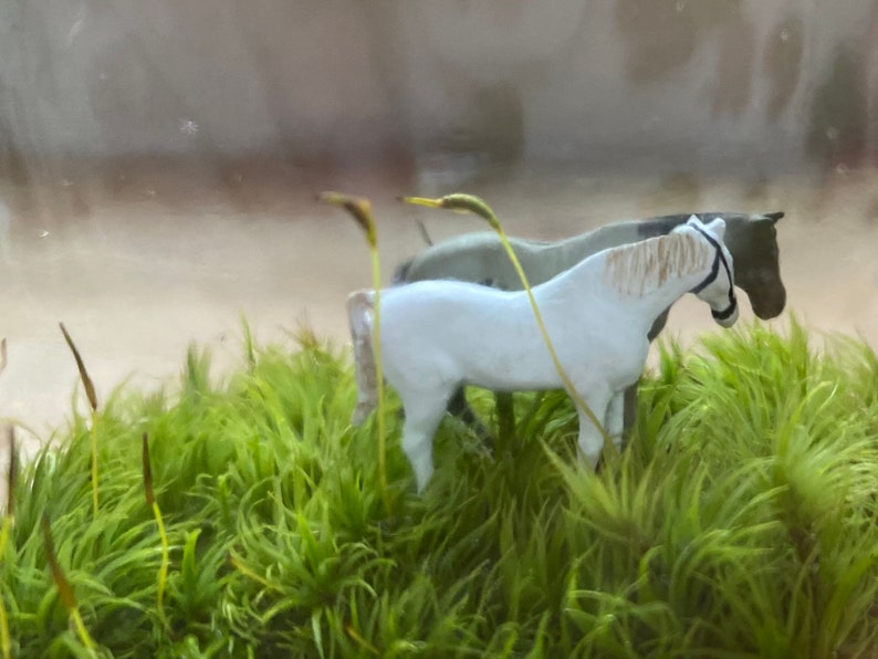 Moss Terrarium loverly horses image 1