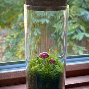 terrarium de mousse champignons tue-mouches image 1