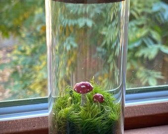 moss terrarium “fly agaric mushrooms”