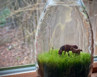 Moss Terrarium “parent and child”