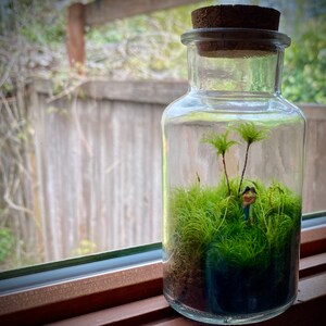 Moss Terrarium tiny lovers image 4