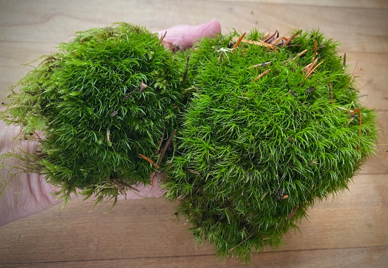 Mood Moss image 1