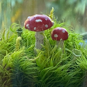 moss terrarium fly agaric mushrooms image 3