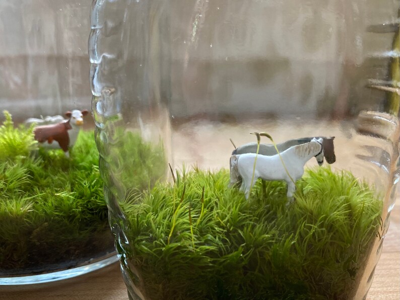 Moss Terrarium loverly horses image 3