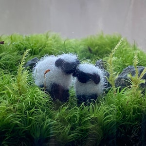 A pair of  tiny needlefelted sheep