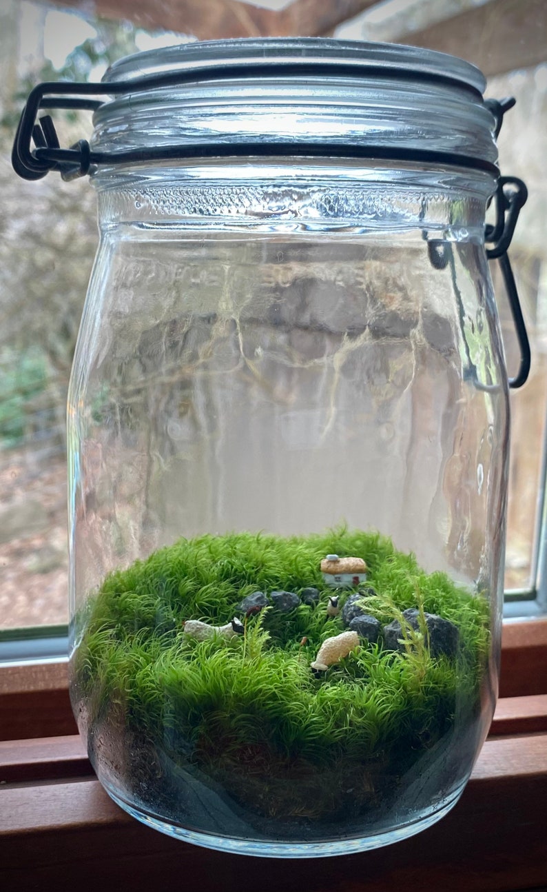 Moss Terrarium wee Ireland image 4