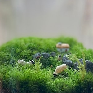 May include: A miniature scene with a small house, rocks, and white sheep figurines in a bed of green moss.