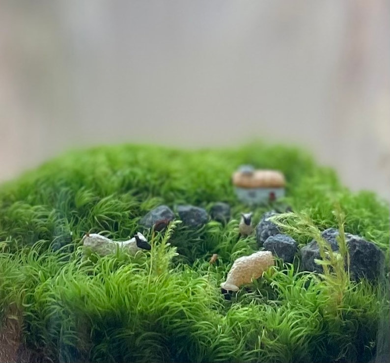 Moss Terrarium wee Ireland image 1