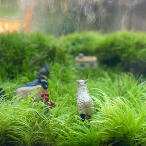 Moss Terrarium wee Ireland image 6