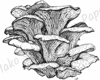 Hand-Drawn Oyster Mushroom Art Print | Naturalistic Scientific Illustration