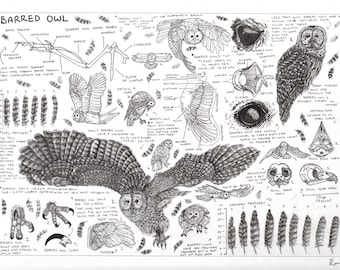 Barred Owl Scientific Illustration Spread Print