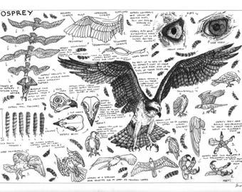 Ilustración científica de Osprey