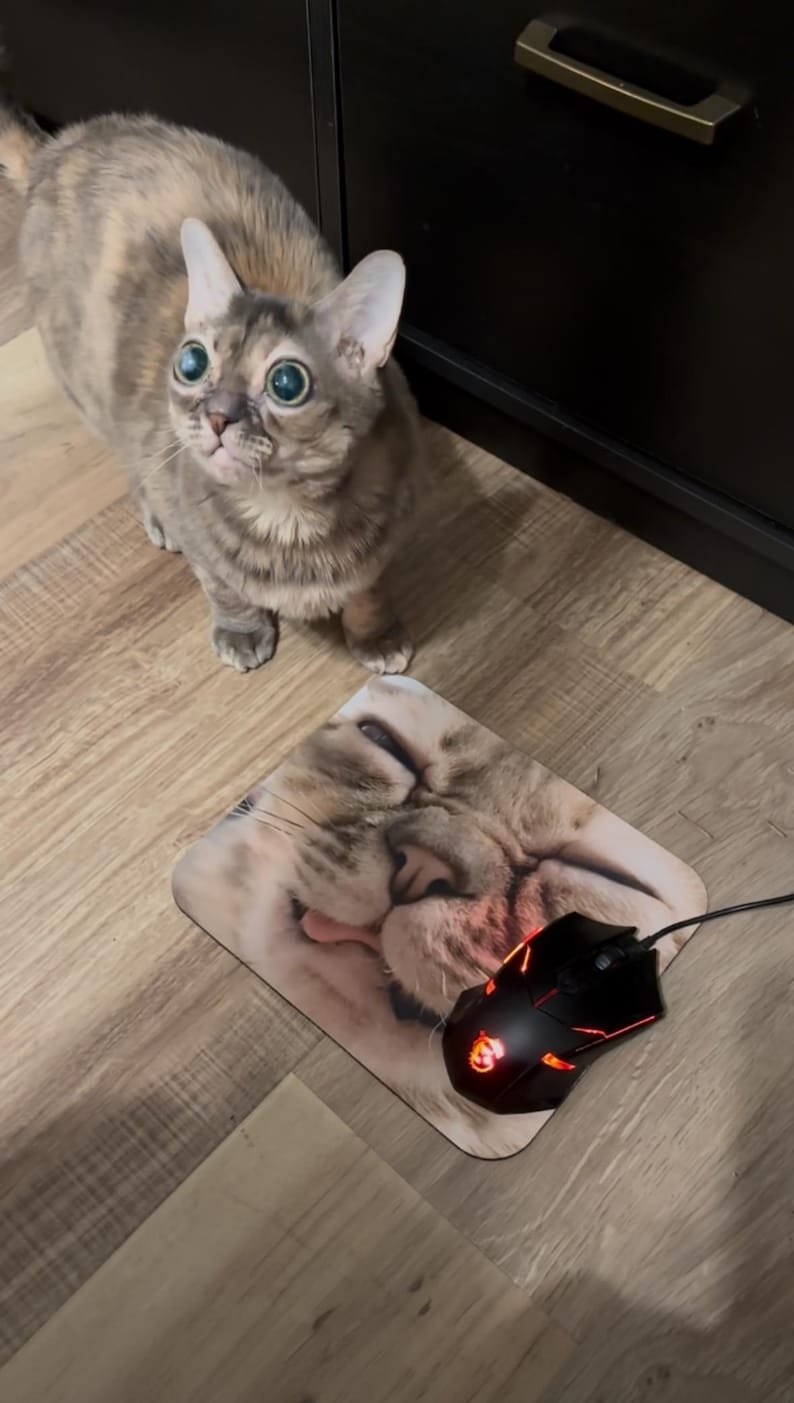 K&ouml;nnte beinhalten: Eine neugierige Katze mit gro&szlig;en, ausdrucksstarken Augen steht in der N&auml;he eines Mauspads mit einem Katzengesicht. Eine schwarze Gaming-Maus mit roten Akzenten ist mit dem Mauspad verbunden. Die Katze hat grau-braunes Fell.