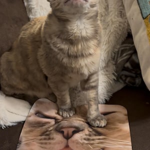 K&ouml;nnte beinhalten: Eine hellbraune Tabbykatze mit gro&szlig;en, runden, blau-gr&uuml;nen Augen blickt nach oben. Die Katze sitzt auf einem Mauspapier mit einem Nahaufbild des Gesichts einer Katze. Der Hintergrund umfasst eine flauschige wei&szlig;e Decke und ein braunes Sofa.