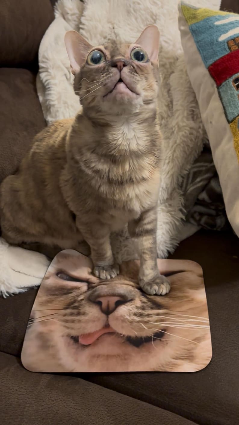 K&ouml;nnte beinhalten: Eine hellbraune Tabbykatze mit gro&szlig;en, runden, blau-gr&uuml;nen Augen blickt nach oben. Die Katze sitzt auf einem Mauspapier mit einem Nahaufbild des Gesichts einer Katze. Der Hintergrund umfasst eine flauschige wei&szlig;e Decke und ein braunes Sofa.