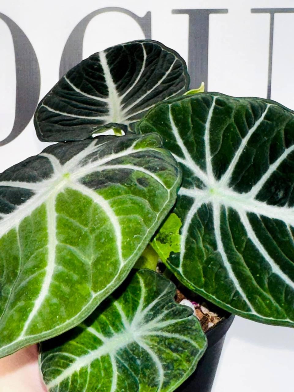その他観葉植物 Alocasia Black Velvet ninja var NO5 4