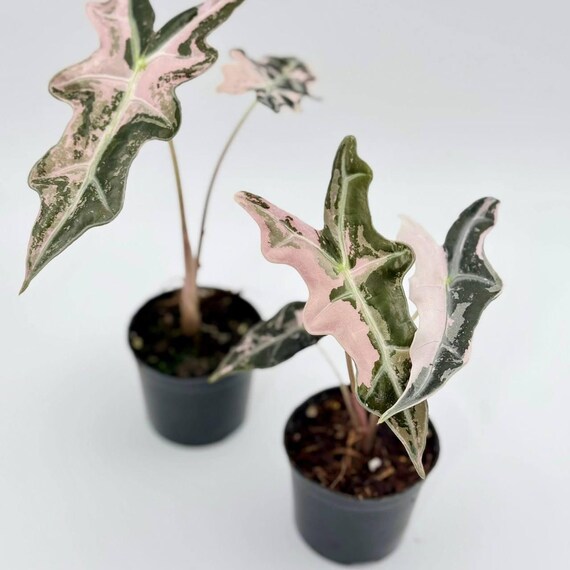 アロカシア 斑入りピンクノビリス（5インチポットサイズ）球根