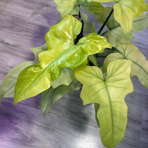 Rare variegated  Philodendron Golden Dragon Full Mint One leaf plant for sale with pot