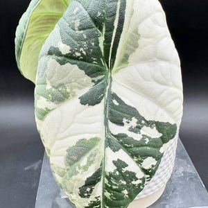 Variegated alocasia maharani - Etsy 日本