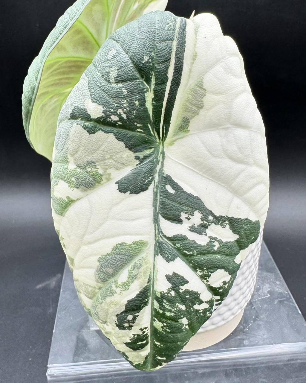 アロカシア マハラニ アルボ Alocasia maharani - Etsy 日本
