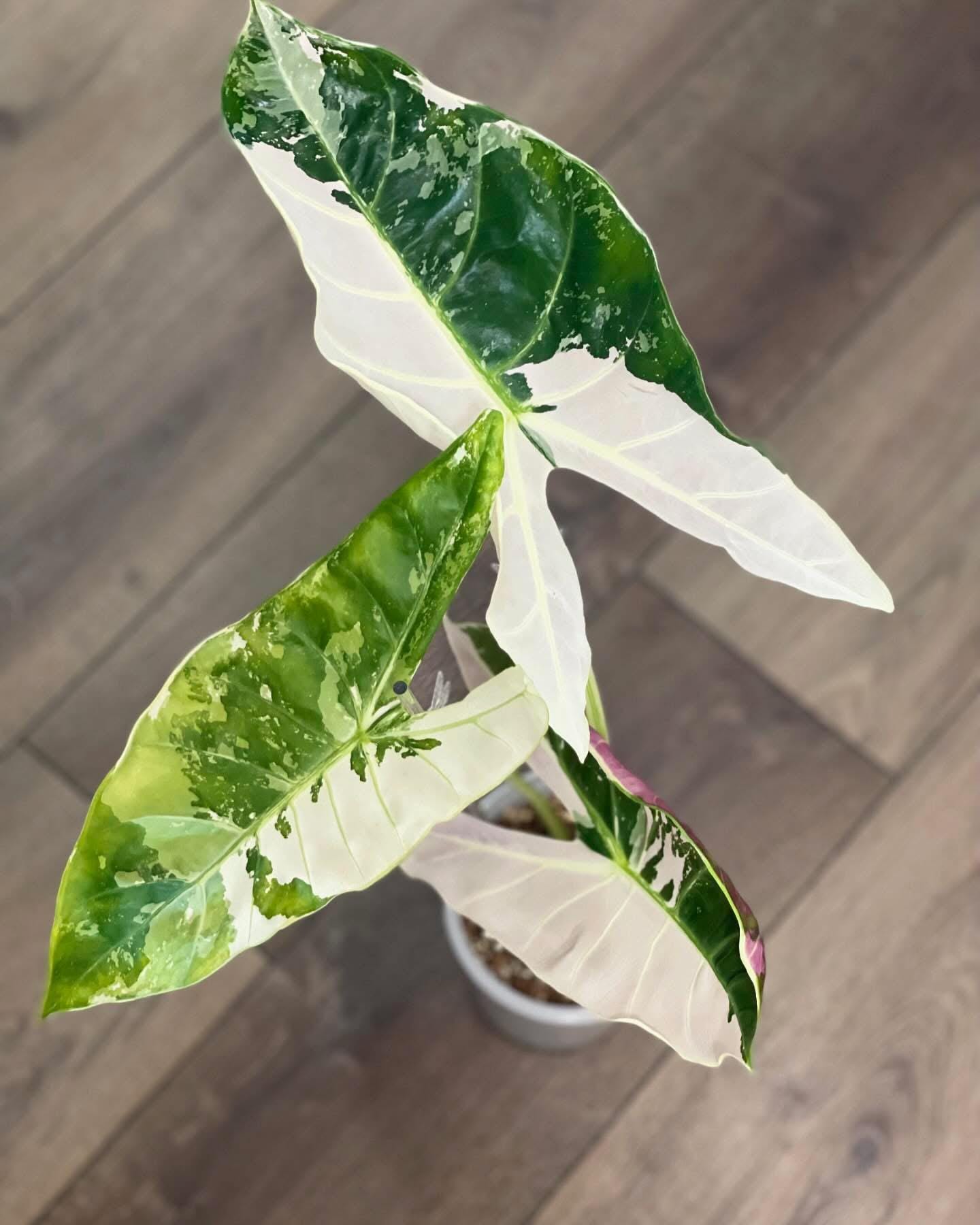 極斑入り アロカシア ノビリスピンク 極斑入り アロカシア ノビリスピンク Alocasia nobilis pink
