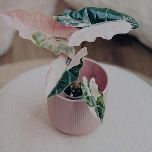 Alocasia sanderiana - Etsy 日本