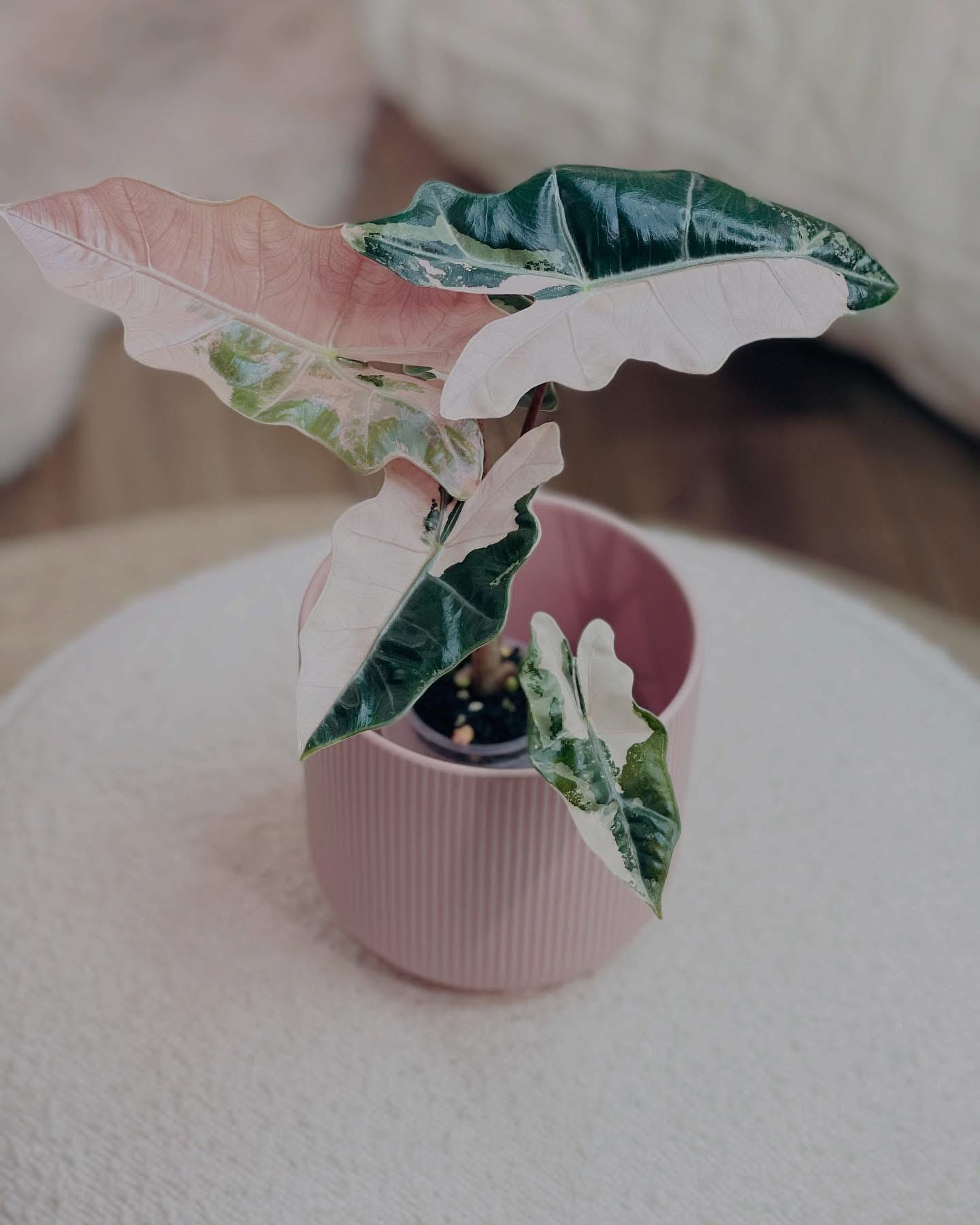 Alocasia bambino pink variegated - Etsy 日本