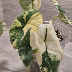 Alocasia melo albo - Etsy 日本
