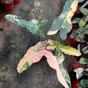 Philodendron Black Billietiae pink High Variegated rooted Plant
