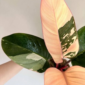 Variegated philodendron congo - Etsy 日本