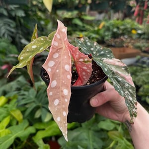 Begonia Maculata Wightii Variegated  Polka Dot Starter Plant