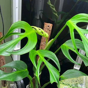Philodendron Burle Marx Flame Cutting – Single or Two Leaf Variegated Beauty