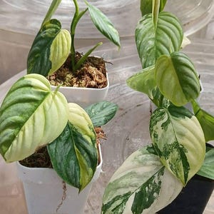 Philodendron Heterocraspedon - Etsy Canada