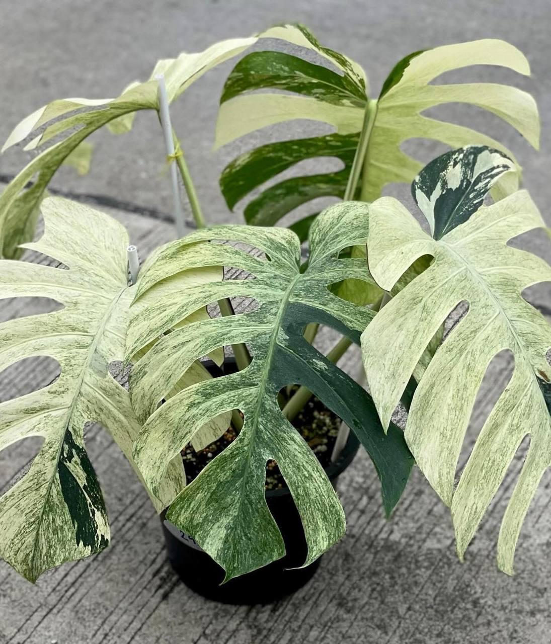 Monstera Borsigiana Full Mint Variegated Rooted Cutting With Monstera Borsigiana Full Mint Variegated Rooted Cutting With
