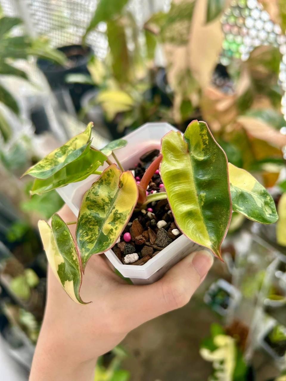 Philodendron heterocraspedon　フィロデンドロン フィロデンドロン ヘテロクラスペドン | GREEN LUCK