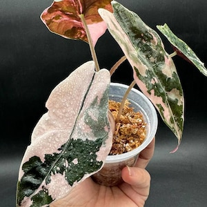 Alocasia Variegated chantrieri rosa y menta Bulbos/cormos y planta de inicio