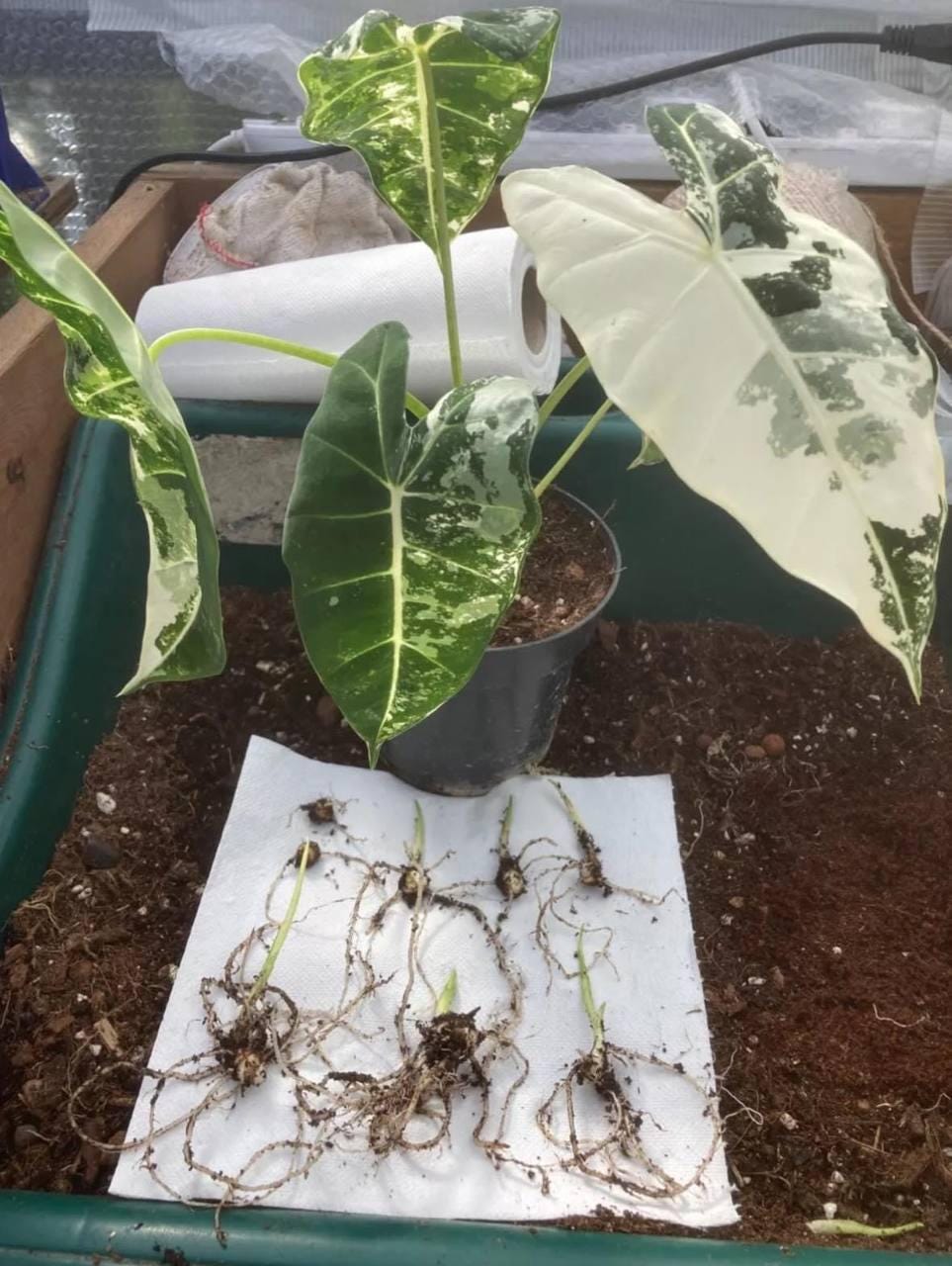 Variegated alocasia maharani - Etsy 日本