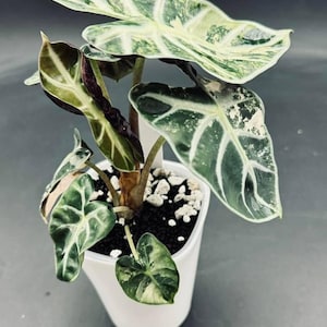 Alocasia variegada de corazón de globo rosa y menta. Bulbos/cormos y planta de inicio.