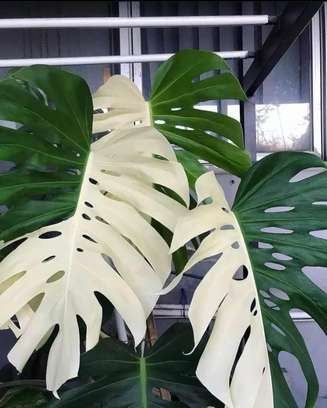 モンステラ・ポトス Monstera deliciosa Variegated モンステラ・ポトス Monstera deliciosa Variegated Rare