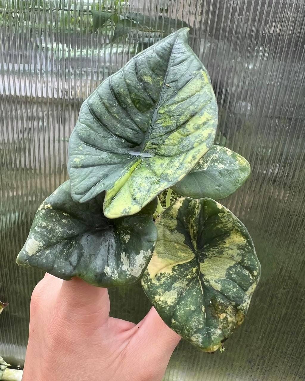 アロカシア マハラニ アルボ アロカシア マハラニ 3号(個体おまかせ1鉢)｜芳樹園オンライン