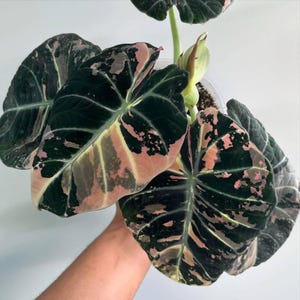 Alocasia black velvet pink variegated - Etsy 日本