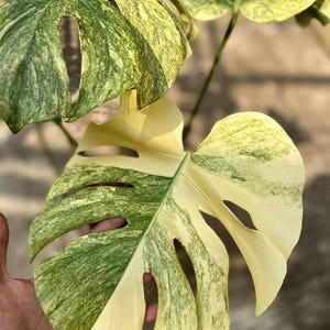 モンステラ・レガシー / Monstera 'Legacy'③ Monstera legacy