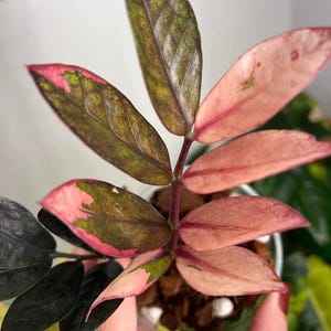 ZZ Plant Zamioculcas Zamiifolia Różowy pstry trójkolorowy Sadzenie Ukorzeniony Wewnątrz Ogrodnictwo Na Zewnątrz Roślina startowa