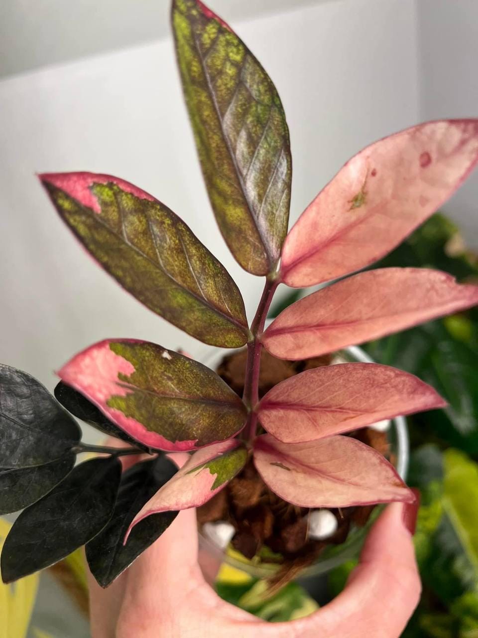 Variegated Zz Plants - Etsy Canada
