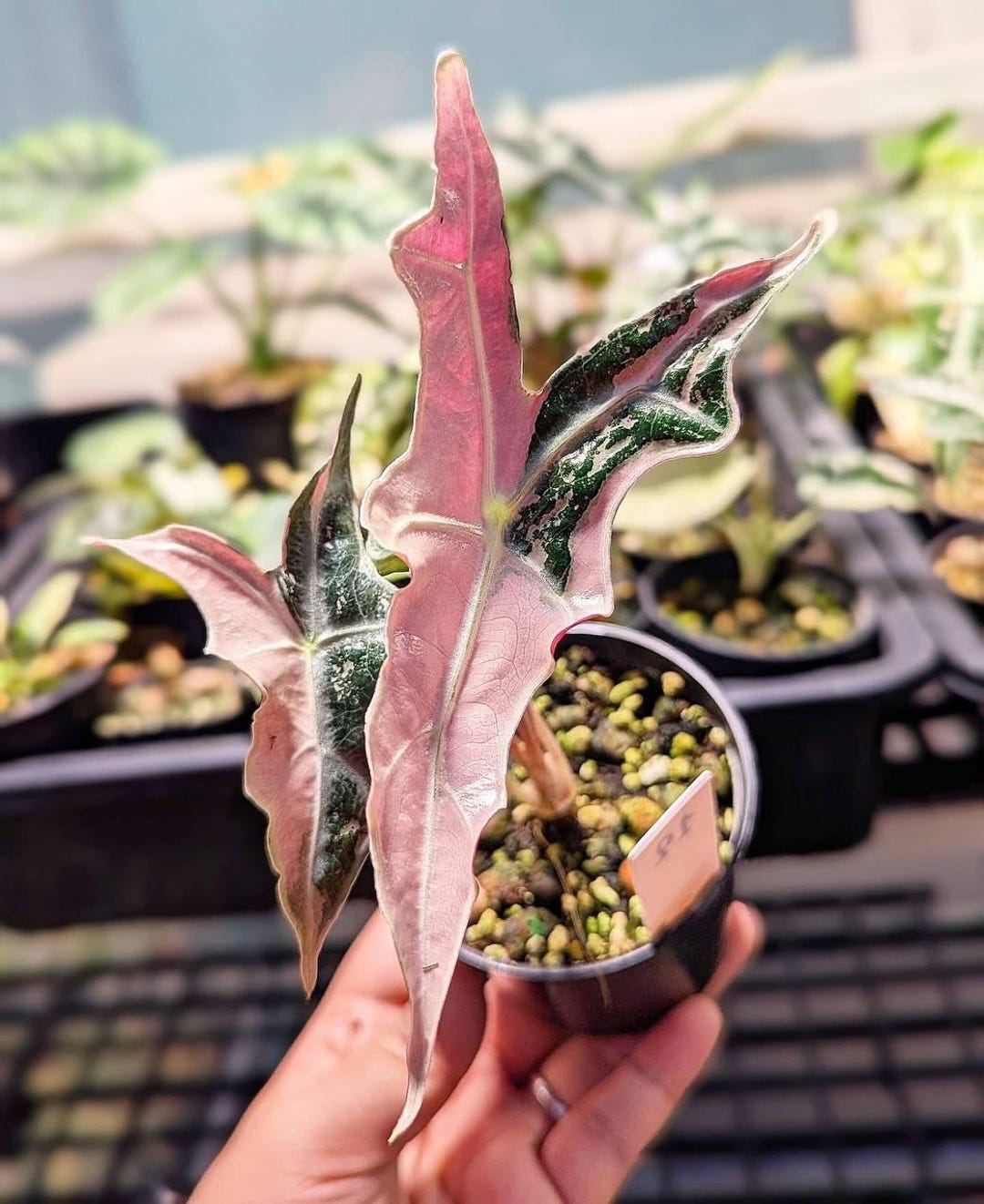 アロカシア ノビリス 斑入り ピンク A【マドカズラ モンステラ】 アロカシア ノビリス ピンク A01【マドカズラ モンステラ 斑入り