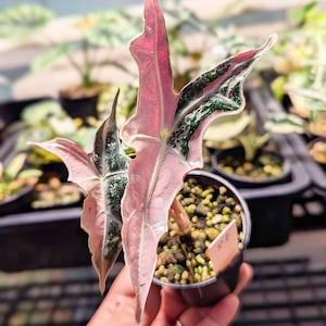 Alocasia venom - Etsy 日本