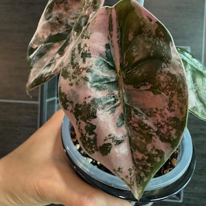Alocasia Variegated Cuprea  Pink  (Plant 5 inches pot size) Bulbs/corms
